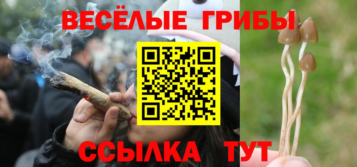 Галлюциногенные грибы Psilocybine cubensis  наркотики  Губкин  Вход с VPN 